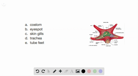 which-is-not-a-characteristic-feature-of-sea-stars-a-coelom-b-eyespot-c-skin-gills-d-trachea-e-tube-