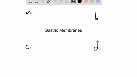 which-of-the-following-membranes-covers-the-stomach-a-falciform-ligament-b-mesocolon-c-parietal-peri