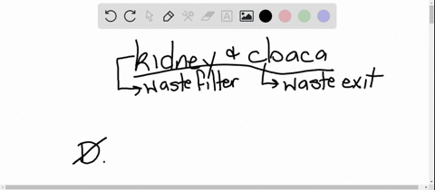 to-which-system-do-the-kidney-and-cloaca-belong-a-excretory-b-nervous-c-digestive-d-reproductive