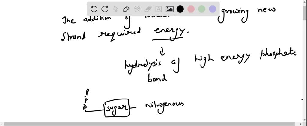 SOLVED:The immediate source of energy for DNA replication is (a) the ...