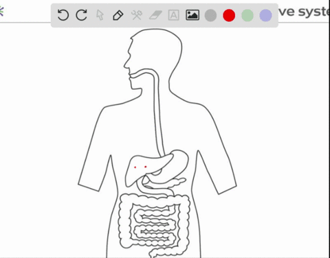 true-or-false-glucose-rich-blood-flows-from-the-small-intestine-to-the-liver-which-stores-glucose-as