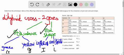 draw-it-two-pea-plants-heterozygous-for-the-characters-of-pod-color-and-pod-shape-are-crossed-draw-a