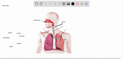 what-is-the-order-of-airflow-during-inhalation-a-nasal-cavity-larynx-trachea-bronchi-bronchioles-alv