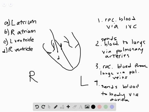match-each-chamber-of-the-heart-with-its-function-a-left-atrium-b-right-atrium-c-left-ventricle-d-ri