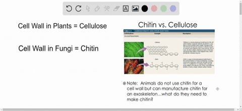 which-structure-of-fungi-is-different-from-plants-a-composition-of-cytoplasm-b-composition-of-cell-w