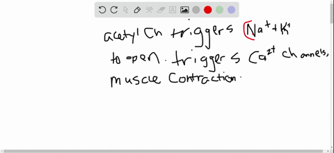 describe-the-ion-dynamics-of-the-muscle-contraction-process-2