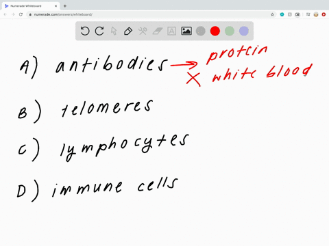 the-white-blood-cells-that-attack-foreign-invaders-to-the-body-are-called-_____________-a-antibodies