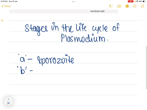 what-is-indicated-by-a-in-the-figure-a-merozoites-b-hypnozoites-c-sporozoites-d-gametocytes