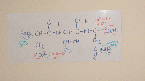circle-and-identify-the-carboxylic-acid-groups-and-the-amino-groups-in-the-following-molecule
