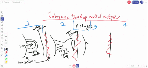 in-the-embryonic-development-of-the-eye-a-the-optic-vesicle-cells-permanently-adhere-to-each-other-2