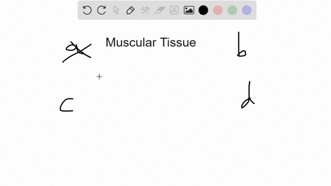 which-of-the-following-components-of-the-respiratory-tract-does-not-contain-muscular-tissue-a-trache