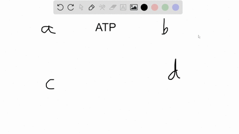 what-is-the-role-of-atp-in-muscle-function-a-atp-provides-energy-that-enables-myosin-to-form-crossbr