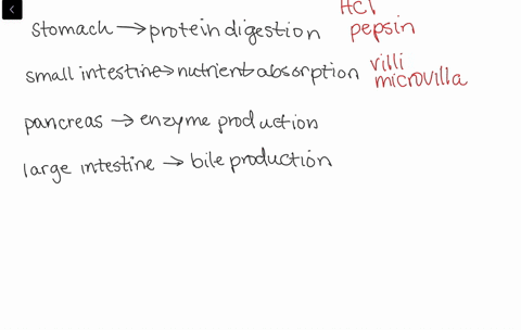 which-of-the-following-organs-is-incorrectly-paired-with-its-function-a-stomach-protein-digestion--2