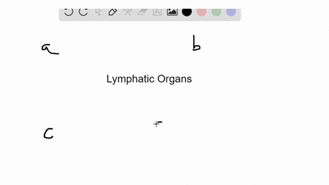 identify-the-lymphatic-organ-in-the-key-that-matches-the-description-some-answers-may-be-used-more-5