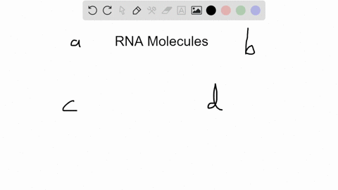 which-of-the-following-rna-molecules-is-not-correctly-matched-with-its-function-a-mrna-carries-genet