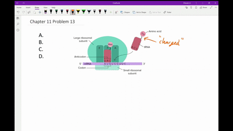 during-elongation-in-translation-to-which-ribosomal-site-does-an-incoming-charged-trna-molecule-bind