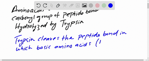 what-is-the-common-characteristic-of-the-amino-acids-of-which-the-carboxyl-groups-of-the-peptide-b-3