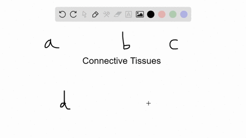 a-cartilage-b-tendon-c-ligament-d-collagen-e-bone-a-mineralized-connective-tissue