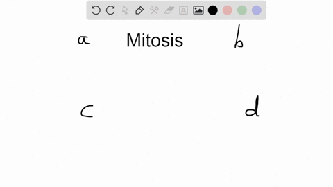 in-which-stage-of-mitosis-do-duplicated-chromosomes-line-up-in-the-center-of-the-cell-a-prophase-c-a