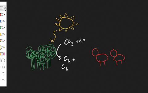 predict-the-effect-of-the-loss-of-forests-on-cellular-respiration-in-other-organisms