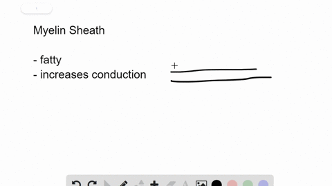 what-is-the-function-of-the-myelin-sheath