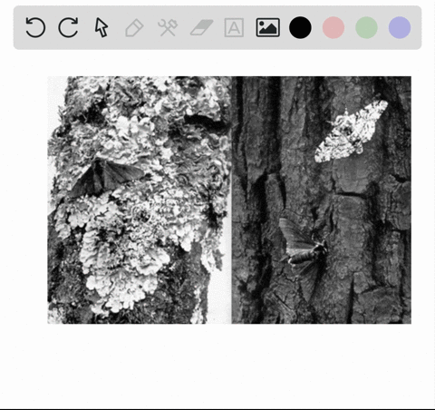 over-time-dark-forms-of-the-peppered-moth-biston-betularia-became-more-common-in-polluted-environmen