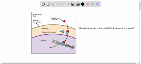 the-major-difference-between-a-cell-that-responds-to-a-signal-and-one-that-does-not-is-the-presenc-3