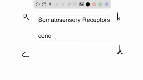 which-of-the-following-are-not-found-among-the-somatosensory-receptors-a-mechanoreceptors-c-chemorec