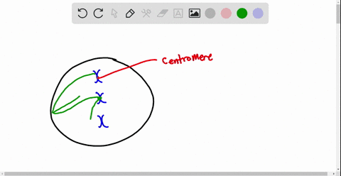 the-mitotic-spindles-arise-from-which-cell-structure-a-centromere-b-centrosome-c-kinetochore-d-cleav