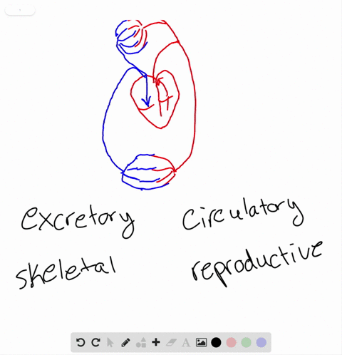 which-body-system-is-illustrated-in-the-diagram-a-excretory-system-b-skeletal-system-c-circulatory-s