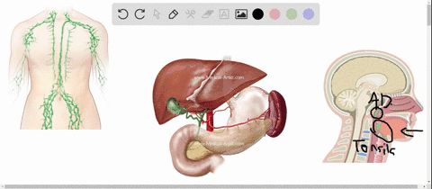 which-of-the-following-is-not-part-of-the-lymphatic-system-a-tonsils-b-spleen-c-liver-d-adenoids-e-l