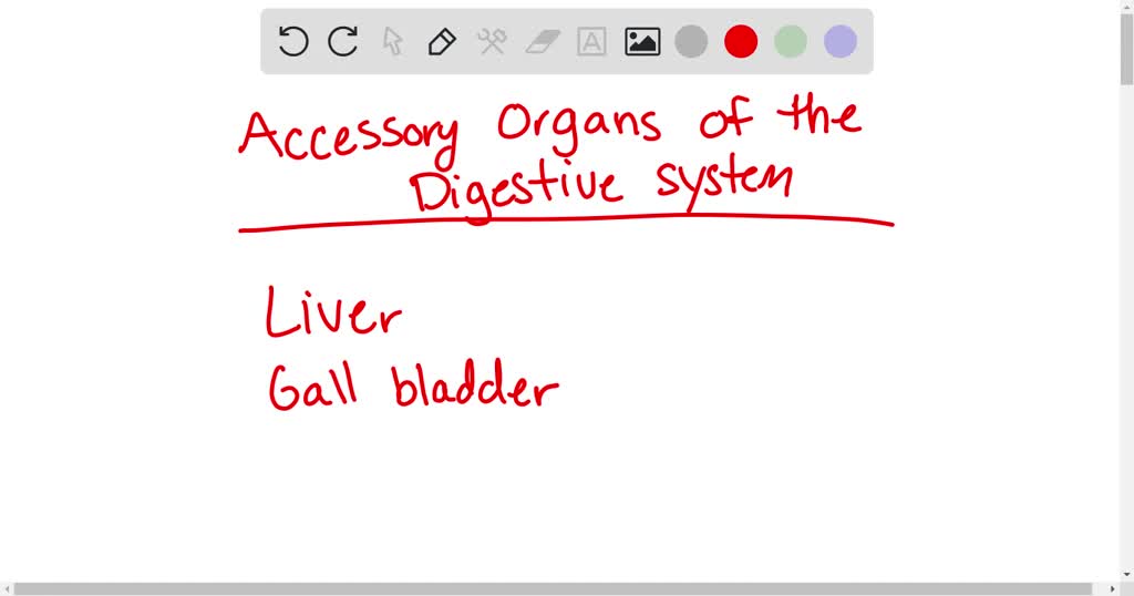 SOLVEDList the accessory and primary structures of the GI tract. Why