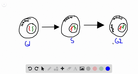 interphase-is-the-part-of-the-cell-cycle-when-________-a-a-cell-ceases-to-function-b-the-spindle-for