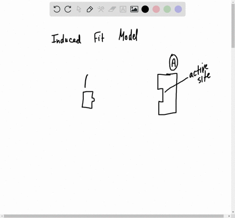 in-the-induced-fit-model-of-enzyme-action-a-the-substrate-exactly-fits-multiple-enzymes-b-many-subst