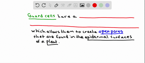 what-structural-features-of-guard-cells-underlie-their-ability-to-form-an-open-pore-in-plant-epiderm