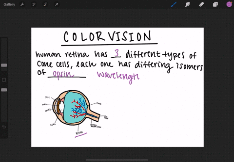 the-color-in-color-vision-results-from-the-a-ability-of-each-cone-cell-to-absorb-all-wavelengths-o-2