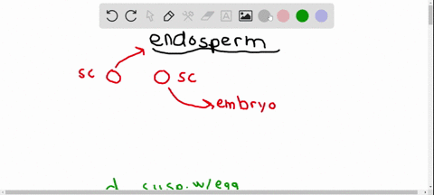 endosperm-is-produced-by-the-union-of-a-a-central-cell-with-a-sperm-cell-b-a-sperm-cell-with-a-syner