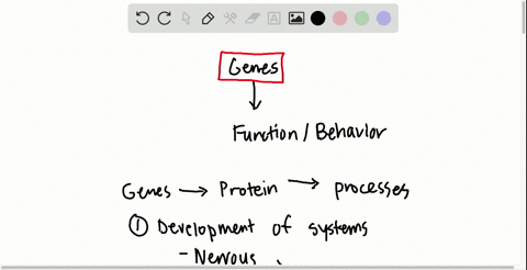 genes-affect-the-behavior-of-individuals-by-____-a-influencing-the-development-of-nervous-systems-b-