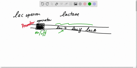 the-lac-operon-consists-of-regulatory-regions-such-as-the-promoter-as-well-as-the-structural-genes-l
