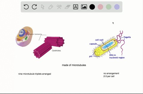 what-are-the-similarities-and-differences-between-the-structures-of-centrioles-and-flagella