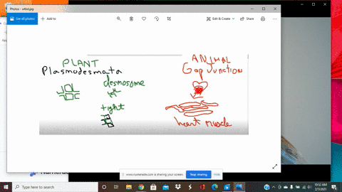plasmodesmata-in-plants-and-gap-junctions-in-animals-are-functionally-similar-in-that-a-each-is-used