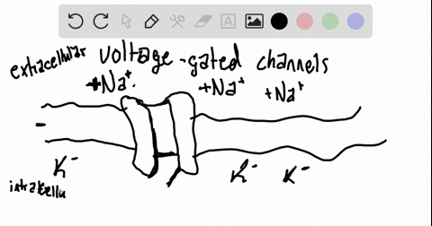 the-first-ion-to-enter-the-neuron-at-the-beginning-of-an-action-potential-is-______-a-calcium-b-pota