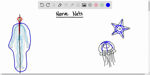 a-nerve-net-consists-of-a-bilateral-neurons-that-extend-from-the-head-of-the-animal-to-the-tail-b-a-