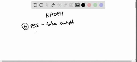 from-which-component-of-the-light-dependent-reactions-does-nadph-form-most-directly-a-photosystem-ii