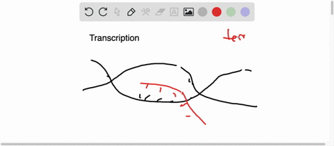 during-the-process-of-transcription-a-dna-serves-as-a-template-for-the-synthesis-of-more-dna-b-dna-s