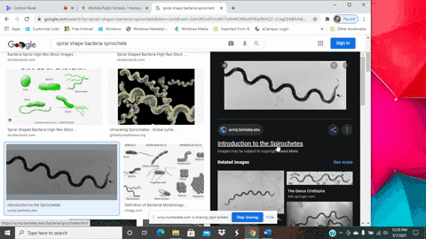 flexible-spiral-shaped-prokaryotes-are-__________-a-spirilla-b-spirochetes-c-vibrios-vibrios-d-ricke