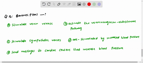 baroreceptors-a-stimulate-renin-release-b-activate-the-renninangiotensin-aldosterone-pathway-c-stimu