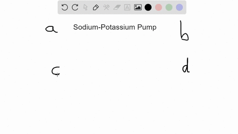 the-sodium-potassium-pump-a-works-through-a-series-of-conformational-changes-to-move-sodium-and-pota