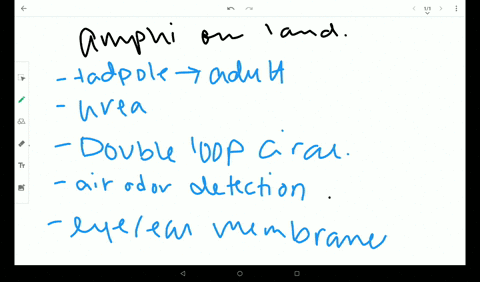 describe-how-the-senses-of-amphibians-are-adapted-to-life-on-land