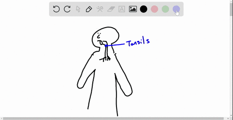 which-of-the-lymphoid-nodules-is-most-likely-to-see-food-antigens-first-a-tonsils-b-peyers-patches-c